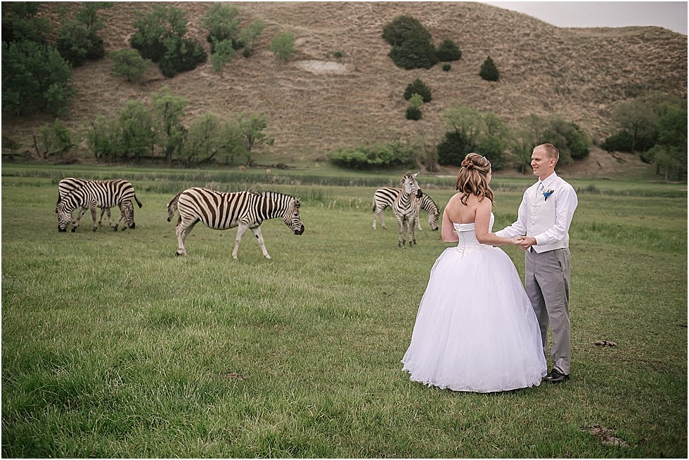 bride and groom with zebras