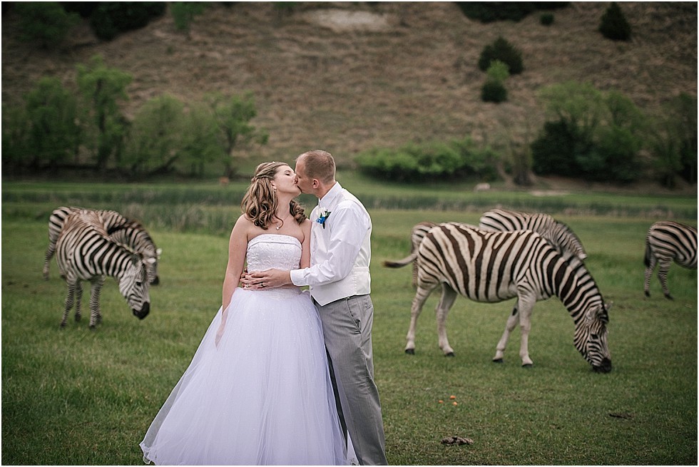 bride and groom with zebras